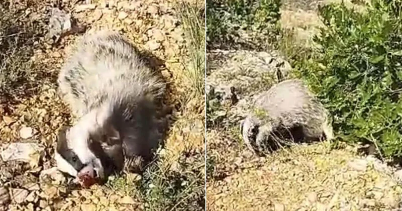 Bal Porsuklarıyla Karşılaşan Mantar Toplayıcı Kendini Korudu