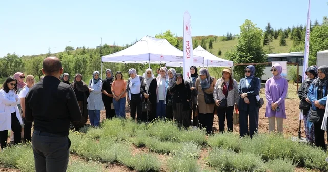 Eskişehir de altın otu hasadı etkinliği yapıldı Eskişehir Haberleri