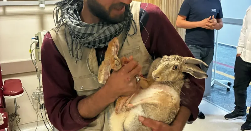 Diyarbakır da yaralı tavşanı hastaneye götürdü