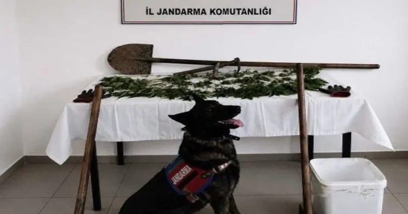 Bolu’da kenevir bahçesi oluşturan şüpheli tutuklandı
