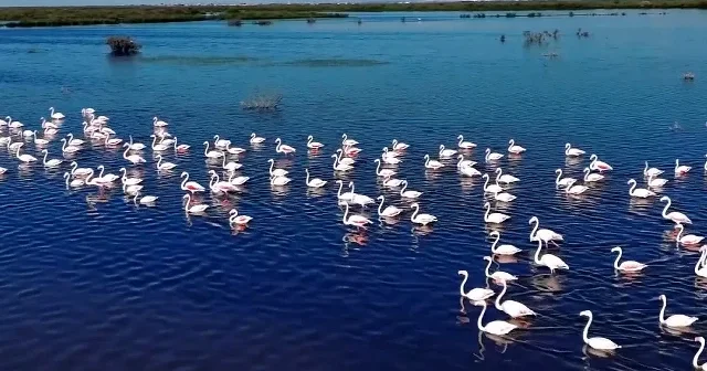 Konya’nın kuş cenneti Akgöl Sazlıkları flamingolarla renklendi VİDEO İZLE