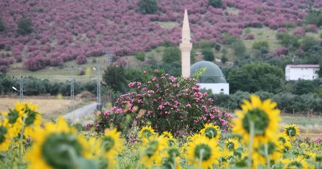 Kozan da dağlar pembeye, ova günebakanlarla sarıya büründü Zakkum ve ayçiçeği buluştu, Kozan da kartpostallık manzara oluştu Adana Haberleri