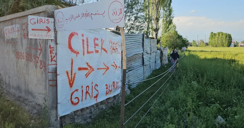 Tarladan halka çilek satışı: Aracıları aradan çıkardı vatandaş akın ediyor