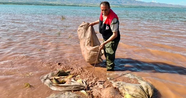 Keban baraj gölü nde 700 kilogram canlı sazan kurtarıldı Elazığ Haberleri