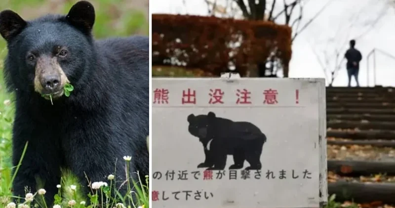 Japonya tarihinin en sıra dışı olayı: Asya kara ayısı kaçtı 94 okulda eğitime ara verildi Dünya Haberleri