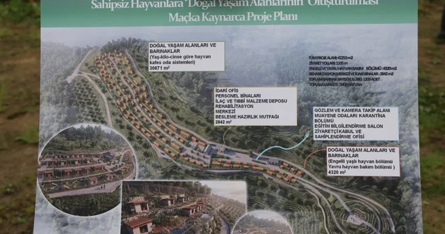Trabzon da sokak köpeklerine ev sahipliği yapacak yeni bir barınak inşa edilecek Trabzon Haberleri