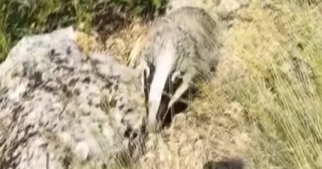 Dünyanın en korkusuz hayvanını tek darbeyle bayılttı VİDEO İZLE