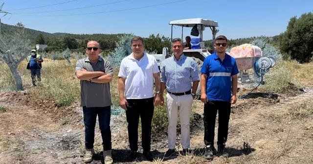 Zeytinler büyüyor, Milas kazanıyor Taşınan zeytin ağaçlarının bakımında yerel istihdam ve tedarik modeli bölge ekonomisine katkı sağlıyor Muğla Haberleri Habertürk Yerel Haberler