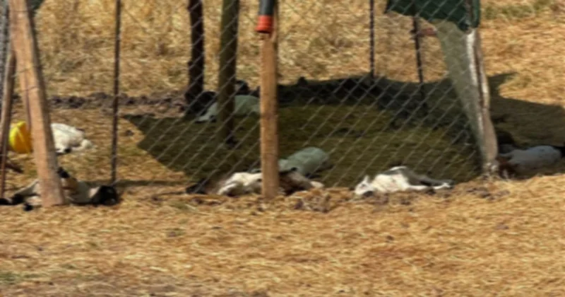 Diyarbakır da başıboş köpekler 15 kuzuyu telef etti