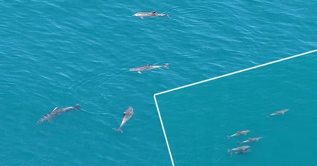 Sürü halinde ortaya çıktılar: Karadeniz de görsel şölen