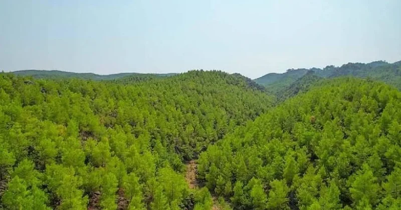 Ormanda bedava topladı 21 günde evini yaptı Sözcü Gazetesi