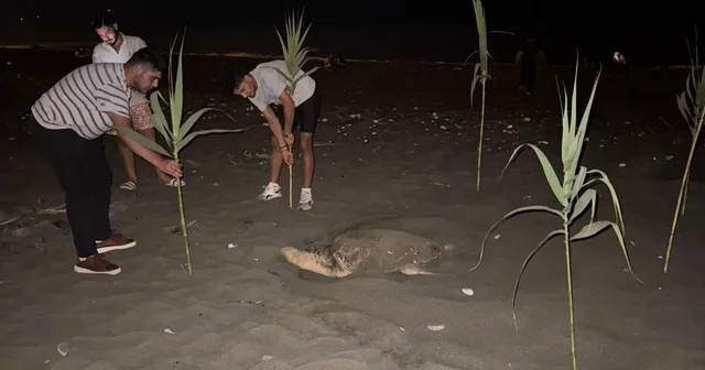 Caretta carettayı yuva yaparken gören gençler, duyarlılık gösterdi önlem aldı Mersin Haberleri Habertürk Yerel Haberler