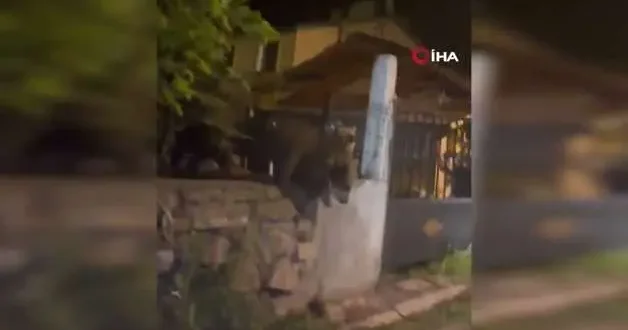 Kars ta roller değişti: Vatandaş kapıda kaldı, ayılar bahçede keyif yaptı!