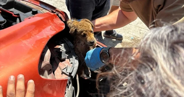 Araç tamponuna sıkışan yavru köpeği veteriner hekimler kurtardı Aydın Haberleri Habertürk Yerel Haberler