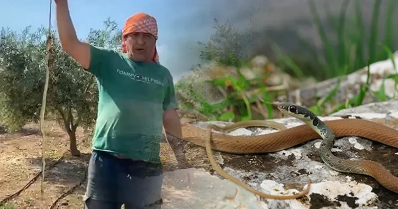 Yılanı öldürdüm diyerek çektiği video cebine ateş düşürdü