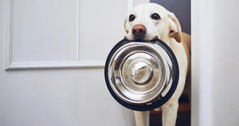 Köpeklerin yememesi gereken besinler nelerdir?