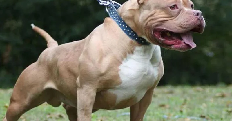 Almanya da pitbull saldırısı: 4 yaşındaki kız hayatını kaybetti