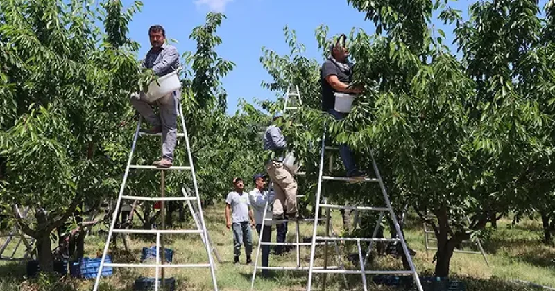 Hasat başladı 15 bin rekolte bekleniyor: Avrupa ya gönderilecek Sözcü Gazetesi