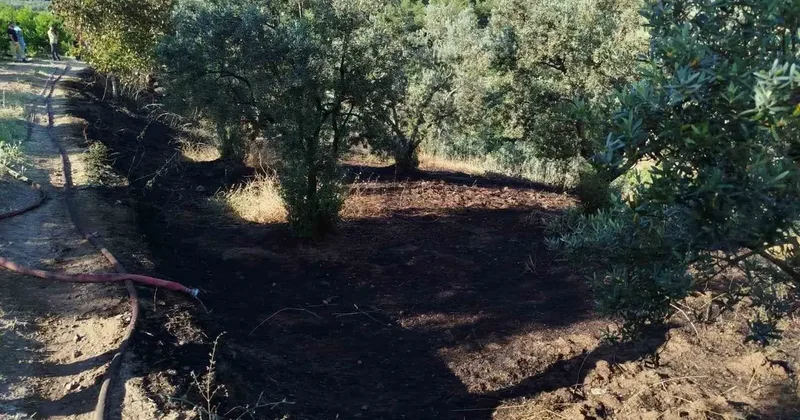 Bilecik’te zeytin tarlasında çıkan yangın korkuttu