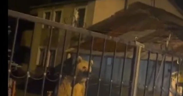 Sarıkamış ta bu kez roller değişti: Vatandaş dışarıda bekledi, ayılar bahçede misafir oldu Kars Haberleri Habertürk Yerel Haberler