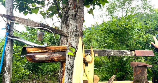Rizelinin atadan kalma ayı savarı: Carimangana Su, tahterevalli ve tenekenin ses gücü ile çalışan carimangana yaban mersini bahçesini ayılardan koruyor Rize Haberleri Habertürk Yerel Haberler
