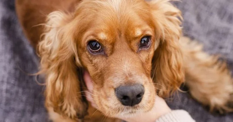 Yıllardır renk kötü deniliyordu: Köpekler aslında dünyayı böyle görüyormuş Sözcü Gazetesi