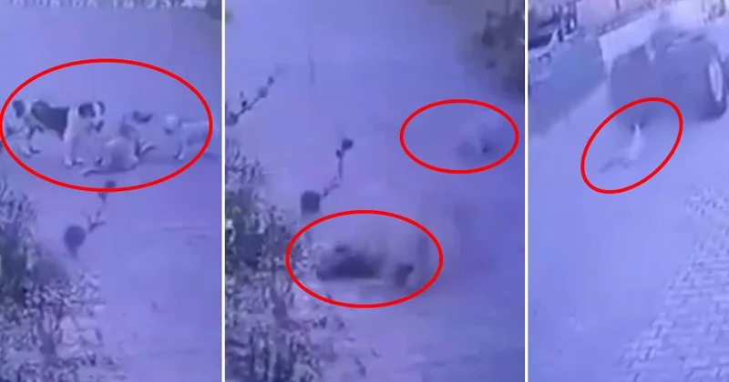 Kendi halinde duran köpeklere ateş açtı Sözcü Gazetesi