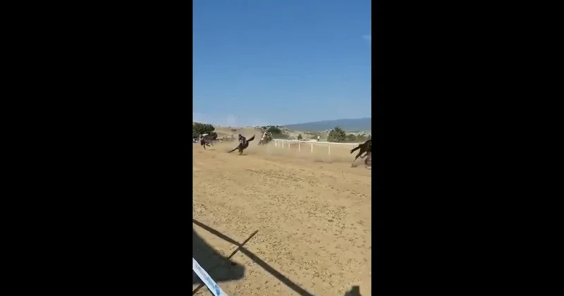 Sarımsak Festivali nde at yarışı kazası: 2 at öldü, jokey yaralı