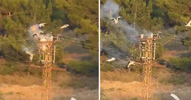 Mersin de 3 Leylek Elektrik Akımına Kapıldı