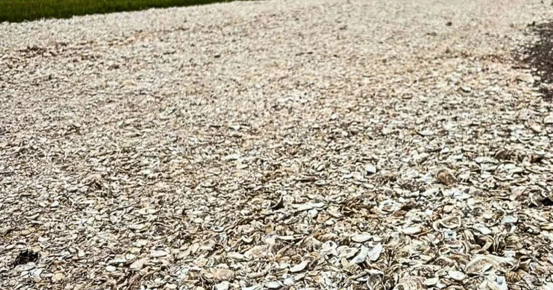 Çöpe atılıyordu hepsini toplayıp devasa bir kalkan kurdu Sözcü Gazetesi