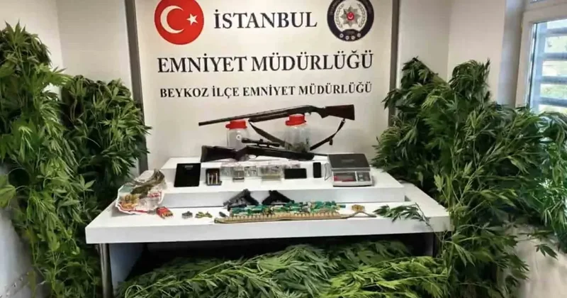 Beykoz’da uyuşturucu operasyonu: 117 kök hint keneviri ve çok sayıda silah ele geçirildi