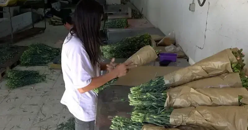 Rengine göre farklı ülkelere gidiyor: Avrupa şimdiden bu ürünümüz için sırada Sözcü Gazetesi
