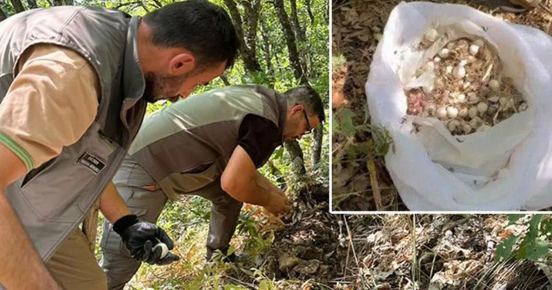 SON DAKİKA HABERLER: Bu sarımsağı sökene araba parası kadar ceza Tunceli haberleri Son dakika haberleri