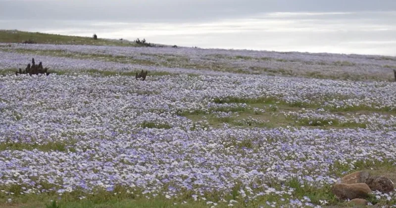 Dünyanın en kurak çölü Atacama da çiçekler açtı
