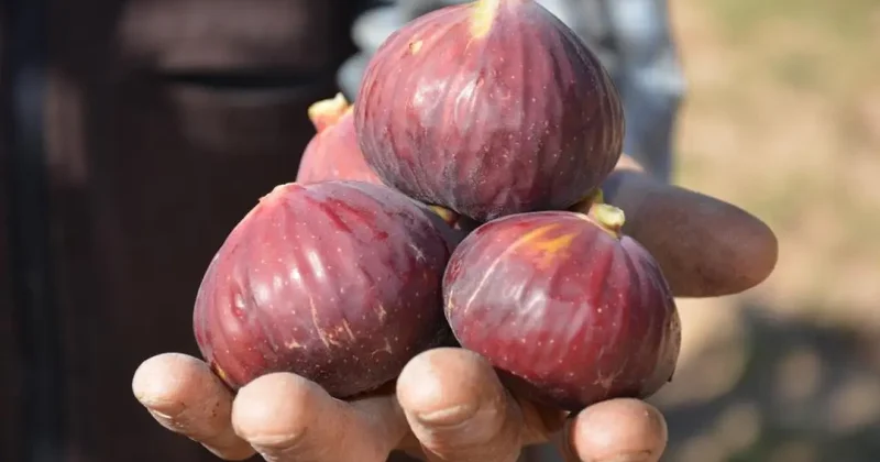 Demirci incirinde hasat mesaisi başladı