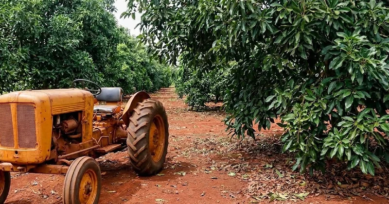 20 fidanla başladı şimdi yılda 400 tondan fazla üretiyor Sözcü Gazetesi
