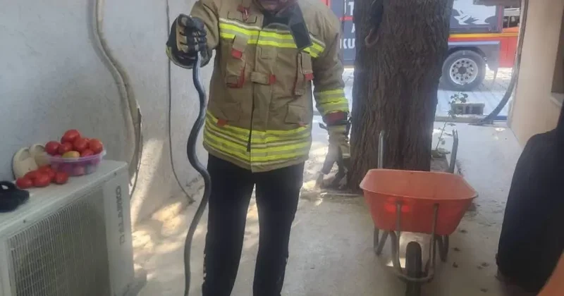 Antakya’da eve giren yılan ekipler tarafından yakalandı