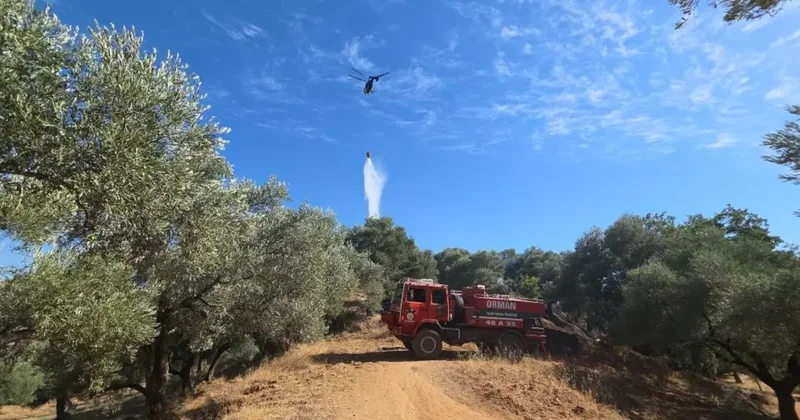 Nazilli’de çıkan yangında 2 dönüm zeytinlik zarar gördü