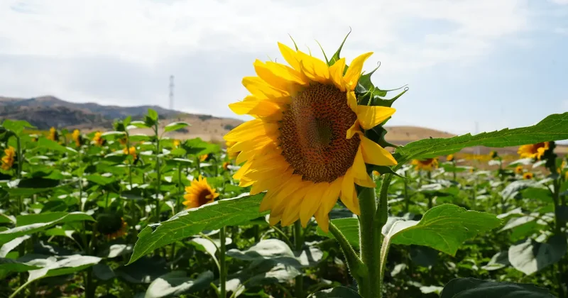 Çiftçiye ikinci kazanç sağlıyor! Buğday hasadının ardından ekildi