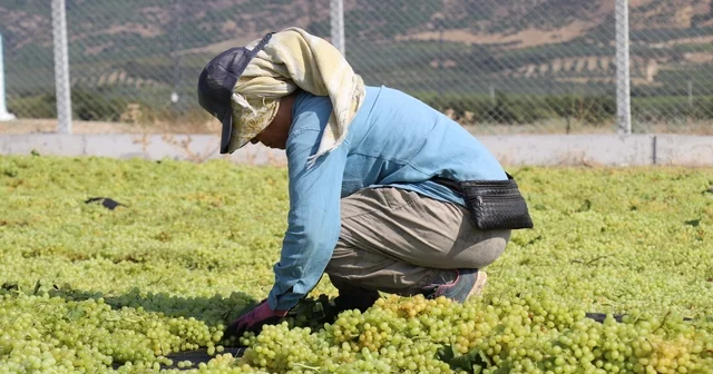 Tüccarın açıkladığı düşük fiyatta tepki gösteren üzümcülerden TMO ya alım çağrısı Buldan Bölmekaya Muhtarı Ünal Kırmızıoğlu: TMO alım yapmazsa Tariş ortaklığı olmayanlar ürünlerini satamayacak Denizli Haberleri Habertürk Yerel Haberler