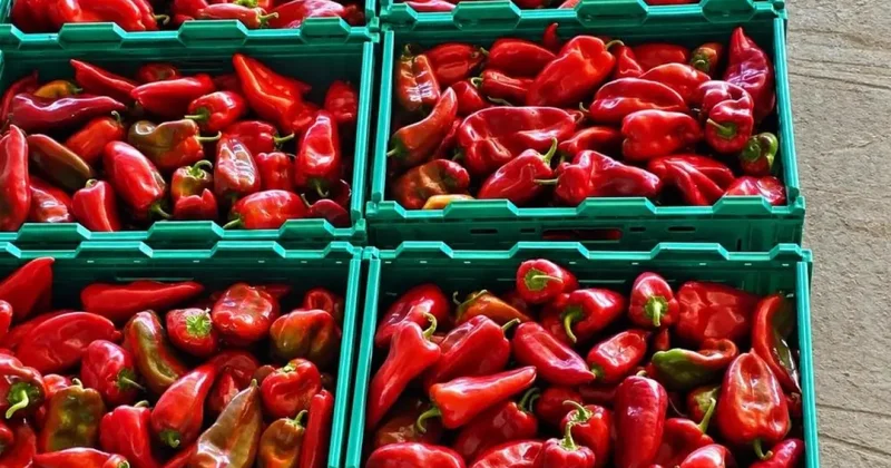 Kapya biber de bolluk fiyatları düşürdü