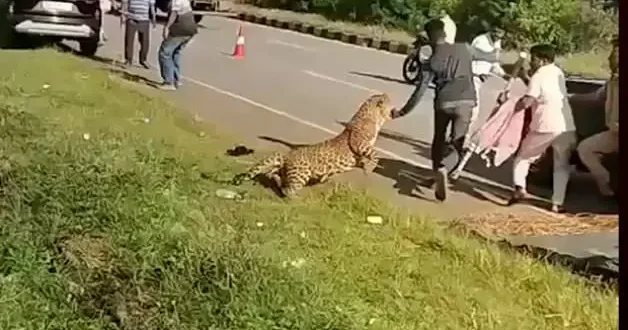Hindistan da yaralı leopar kendisine yardım etmek isteyenlere saldırdı