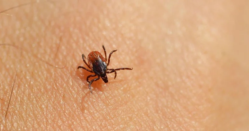 Çin de yeni virüs alarmı! Kenelerden bulaşıyor