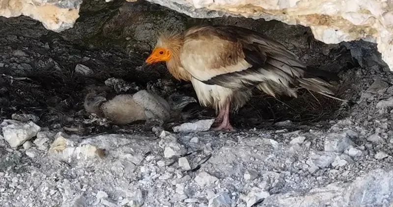 Cehennem Deresi Kanyonu nda akbaba ailesi dron kamerasında