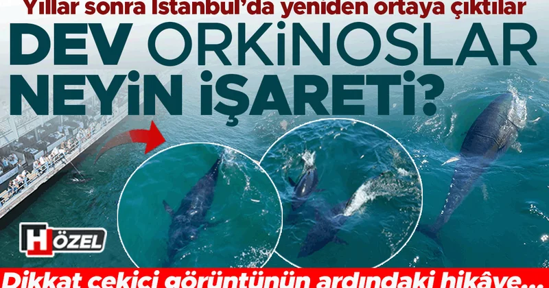 Yıllar sonra İstanbul’da yeniden ortaya çıktılar: Dev orkinoslar neyin işareti? Soframızdaki balıkları azaltır mı?