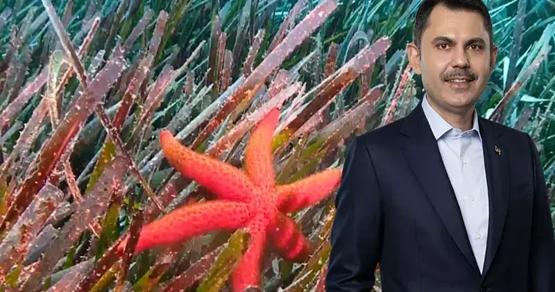 Bakan Kurum: Deniz çayırlarını yeniden güçlendiriyoruz