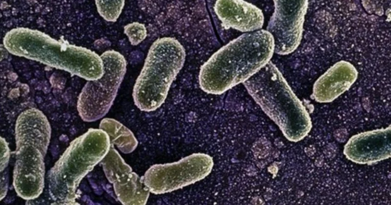 Belçika’daki Salmonella salgınında vaka sayısı 318’e yükseldi.