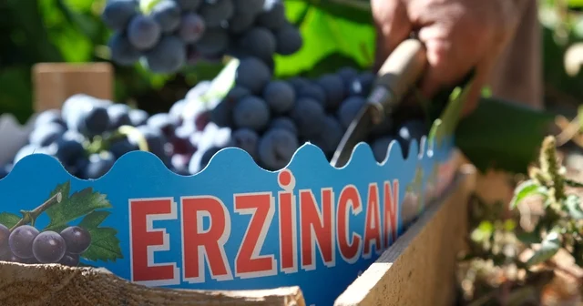 Erzincan ın siyah incisi Cimin üzümünde hasat zamanı Erzincan Haberleri Habertürk Yerel Haberler