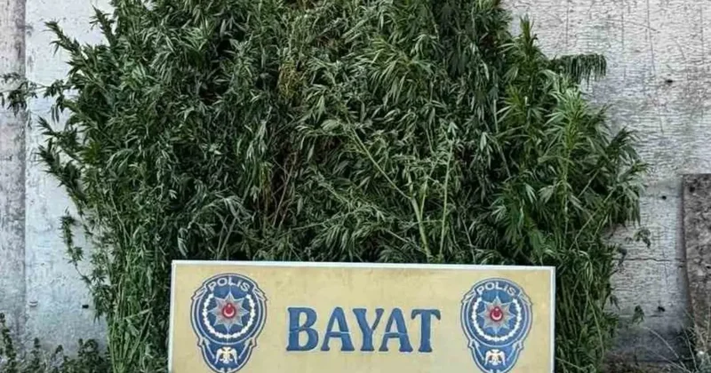Çorum’da 46 kök Hint keneviri ele geçirildi: 1 tutuklama