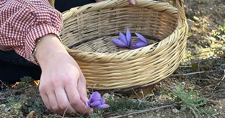 Dünyanın en pahalı baharatında hasat heyecanı! Kilosu 800 bin lira olan